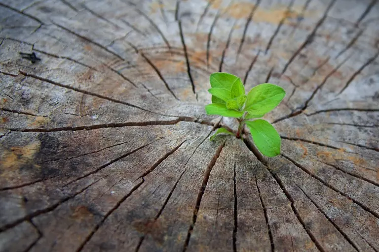 Grüner Schößling wächst aus einem Baumstumpf