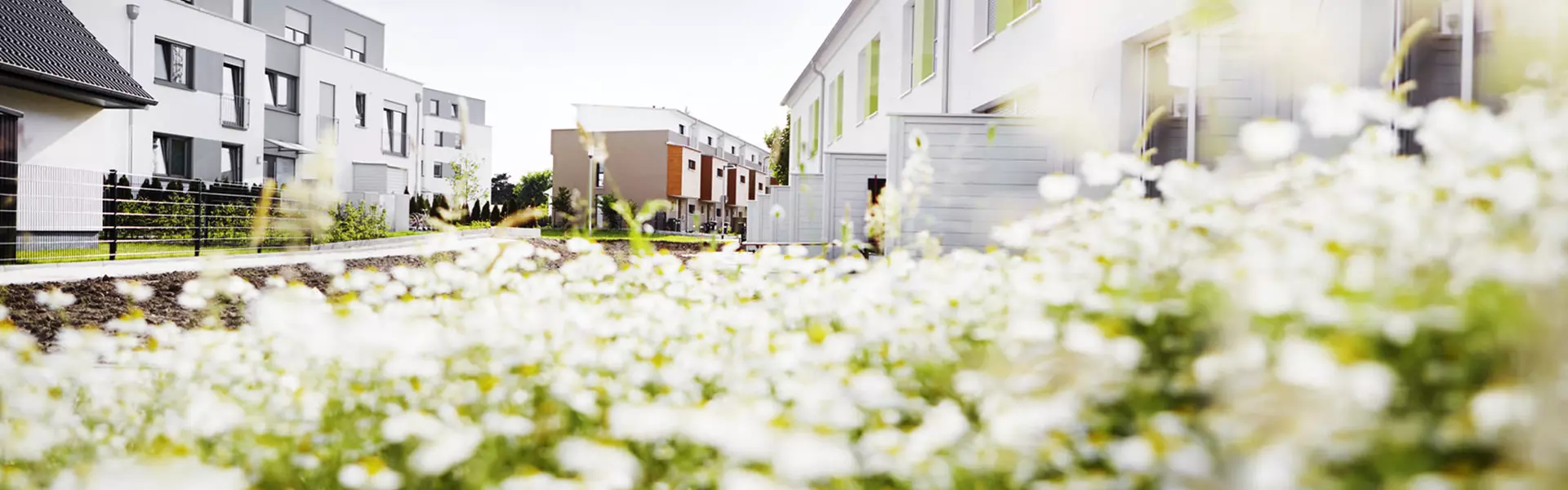 Blick auf das Wohngebiet über Blumenwiese